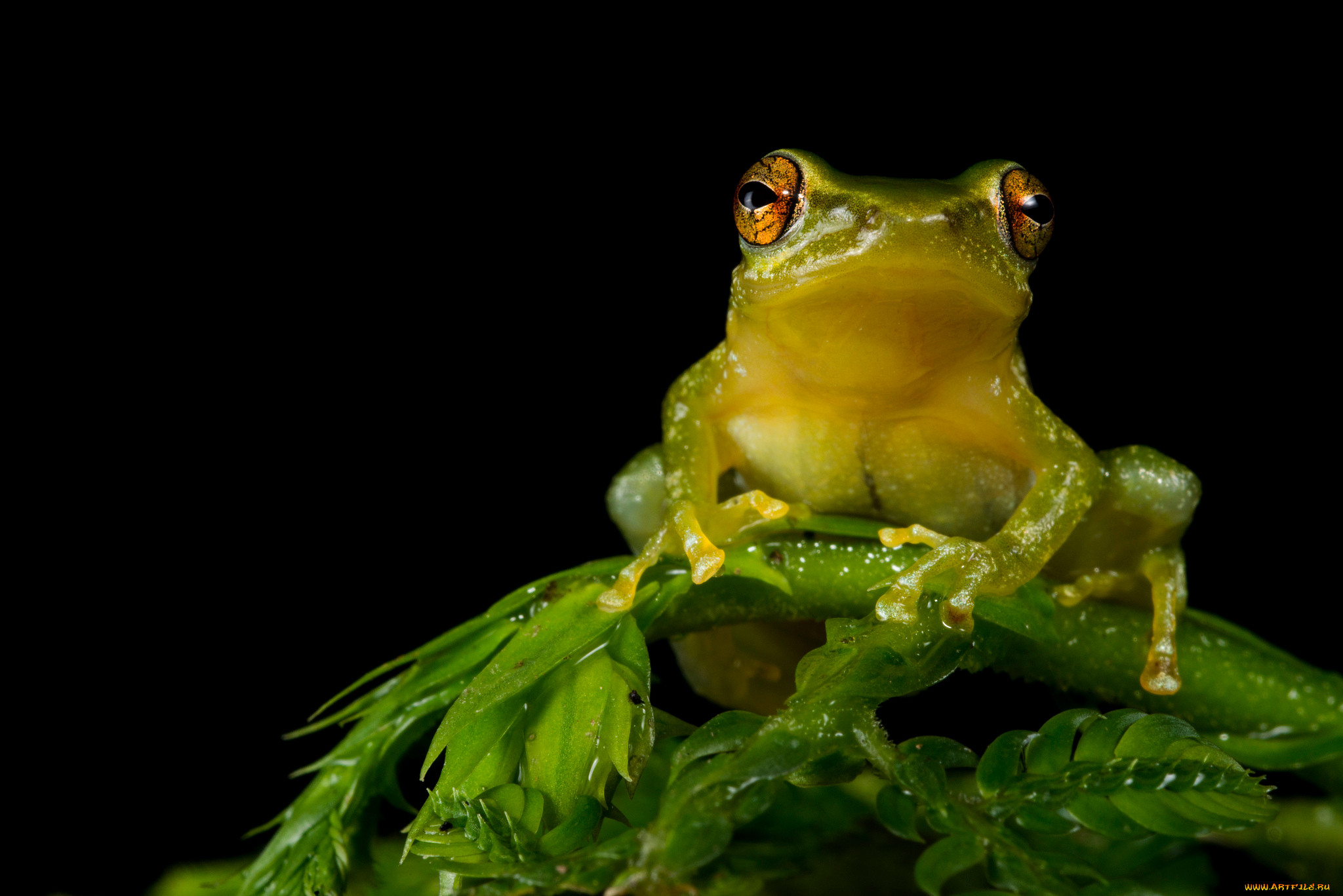 tree, frog, , , , 